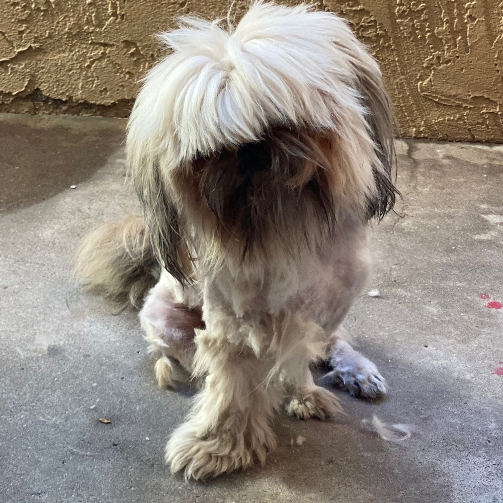 Meet your Posher, Pawpups